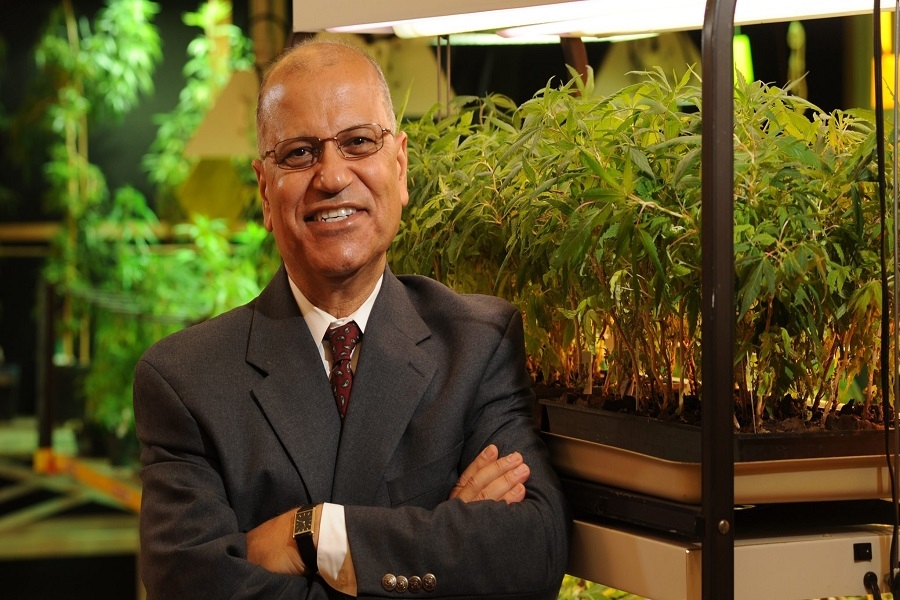 د. محمود السحلي.. الوحيد في العالم الذي يزرع الماريجوانا بـ«رخصة قانونية»