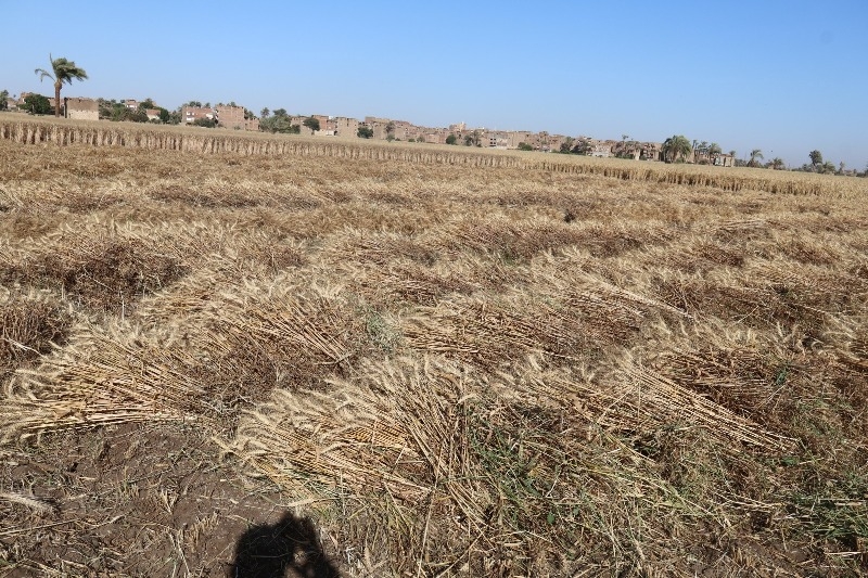 توريد 378 طن قمح بصوامع وشون سوهاج
