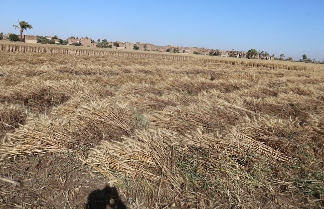 توريد 3366 طنًا و772 كيلو قمح بصوامع وشون سوهاج