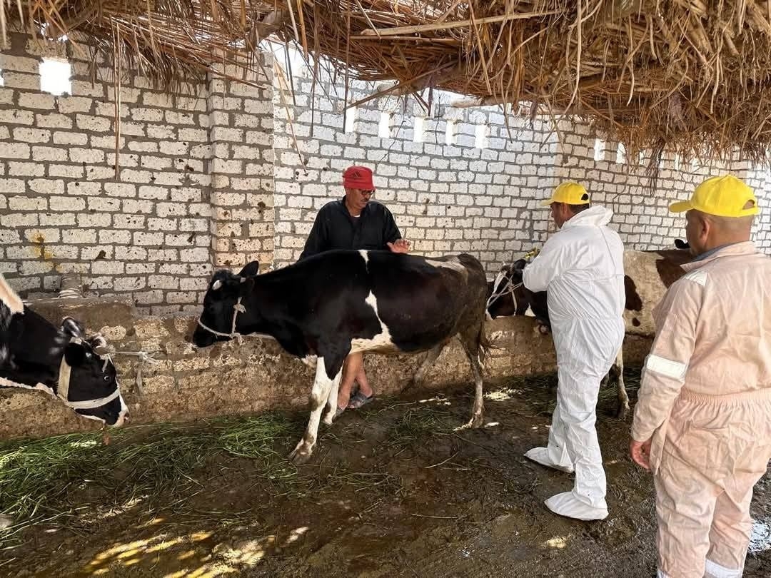 "الخدمات البيطرية" تفحص أكثر من 13 ألف رأس ماشية خلال أبريل