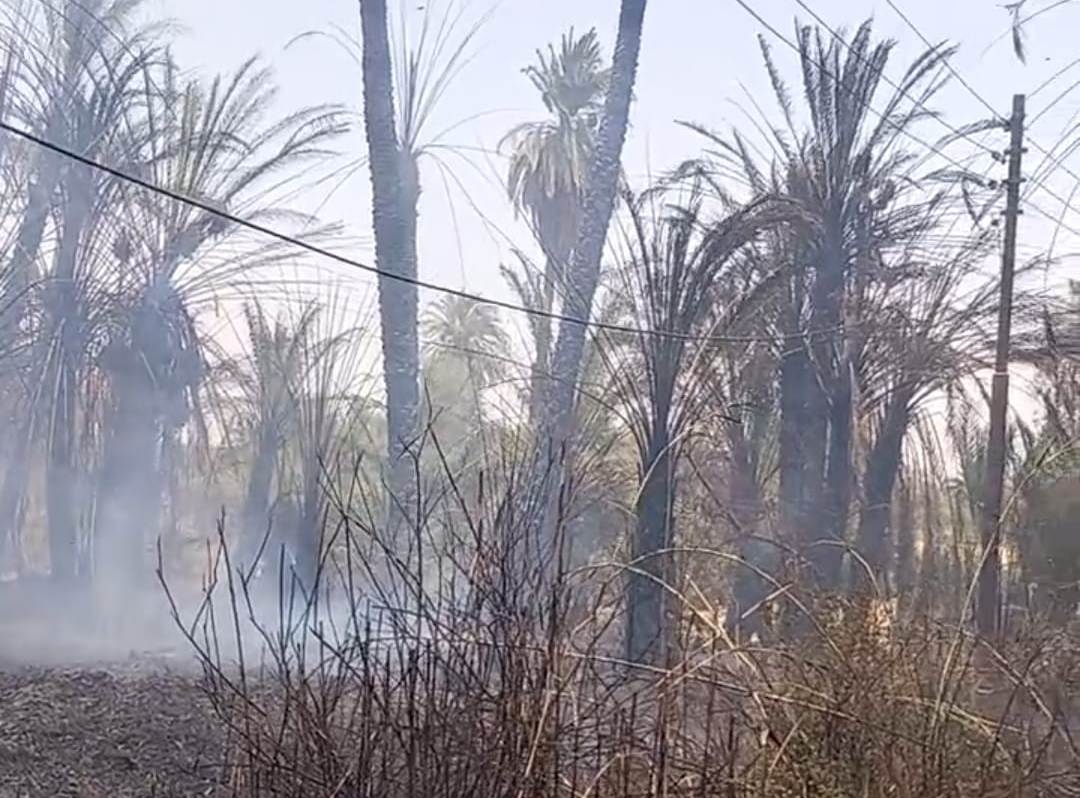 حريق في كرم النخيل بالأقصر دون وقوع إصابات