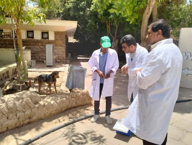إطلاق حملة لتحصين الكلاب الحرة بمعبد الكرنك في الأقصر والتأكد من خلوها من مرض السعار