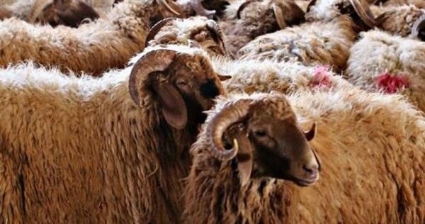 أسواق الشرقية تستعد للعيد بضخ كميات كبيرة من الأضاحي