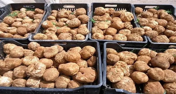 الزبيدى والأحمر والشهيبى أبرز الأنواع فى مطروح .. بدء موسم البحث عن «الترفاس» أغلى فطر فى العالـم