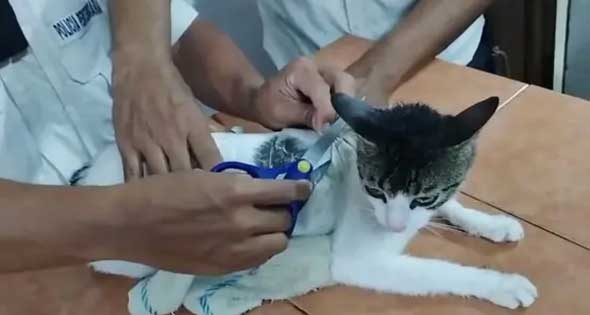 ضبط «قطة» فى أثناء تهريب مخدرات إلى سجن بكوستاريكا