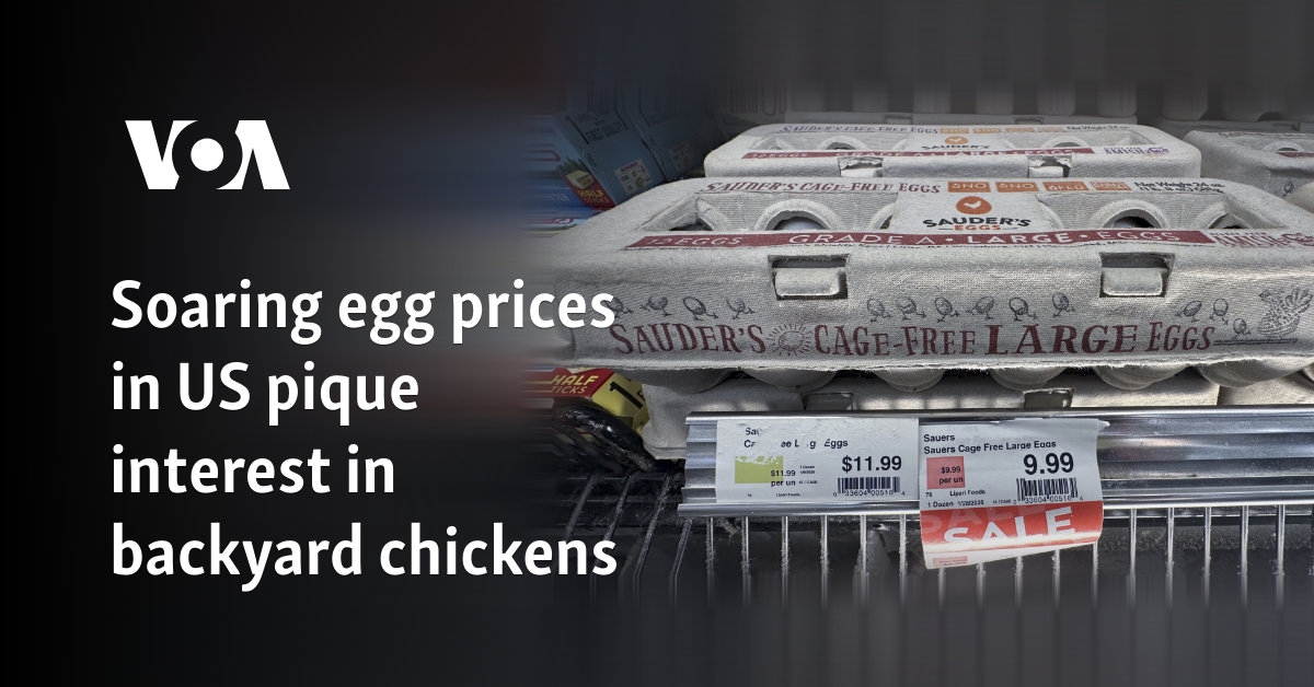Soaring egg prices in US pique interest in backyard chickens