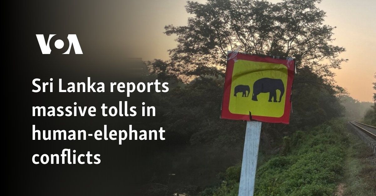 Sri Lanka reports massive tolls in human-elephant conflicts