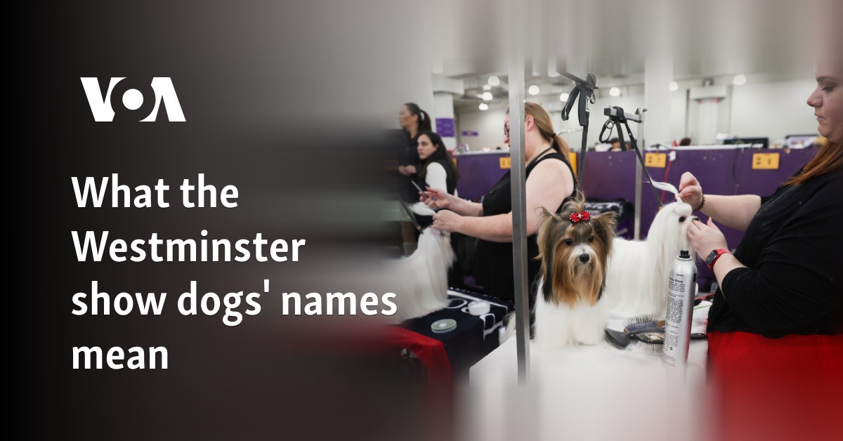 What the Westminster show dogs' names mean