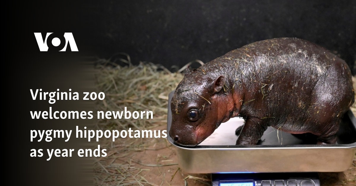 Virginia zoo welcomes newborn pygmy hippopotamus as year ends