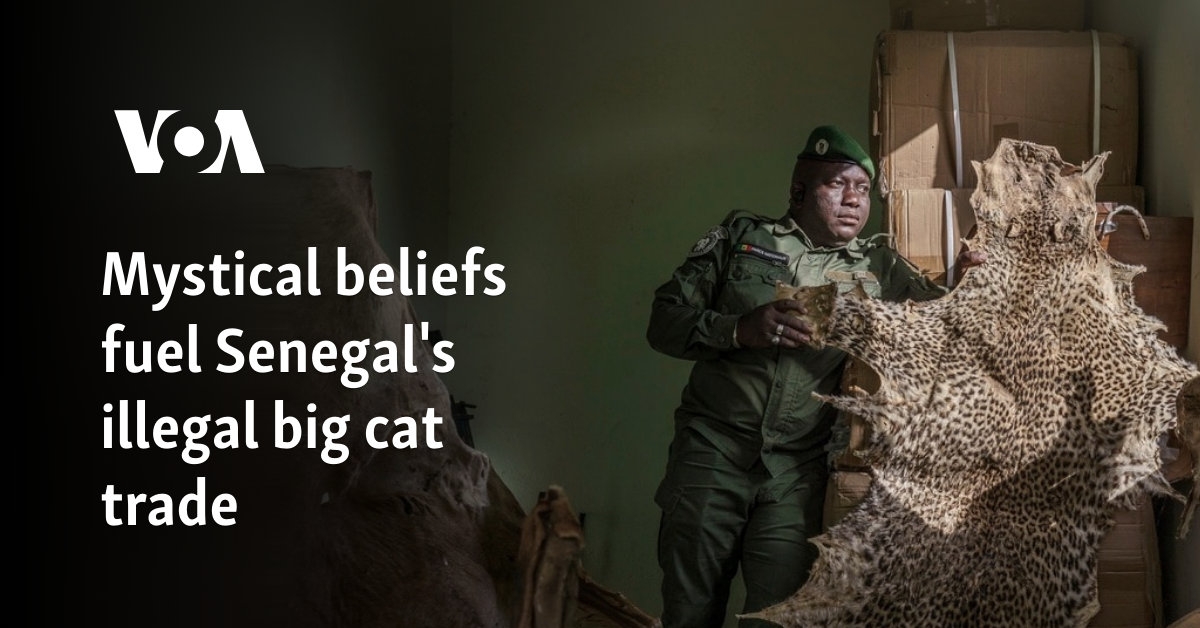 Mystical beliefs fuel Senegal's illegal big cat trade