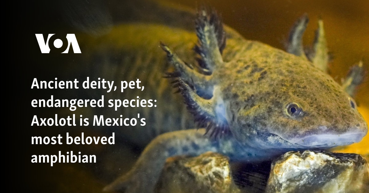 Ancient deity, pet, endangered species: Axolotl is Mexico's most beloved amphibian