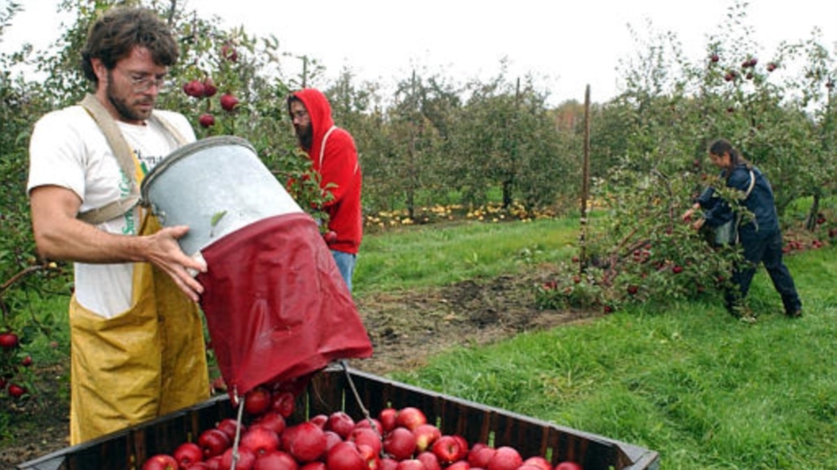 Protecting Apple Trees from Climate Change