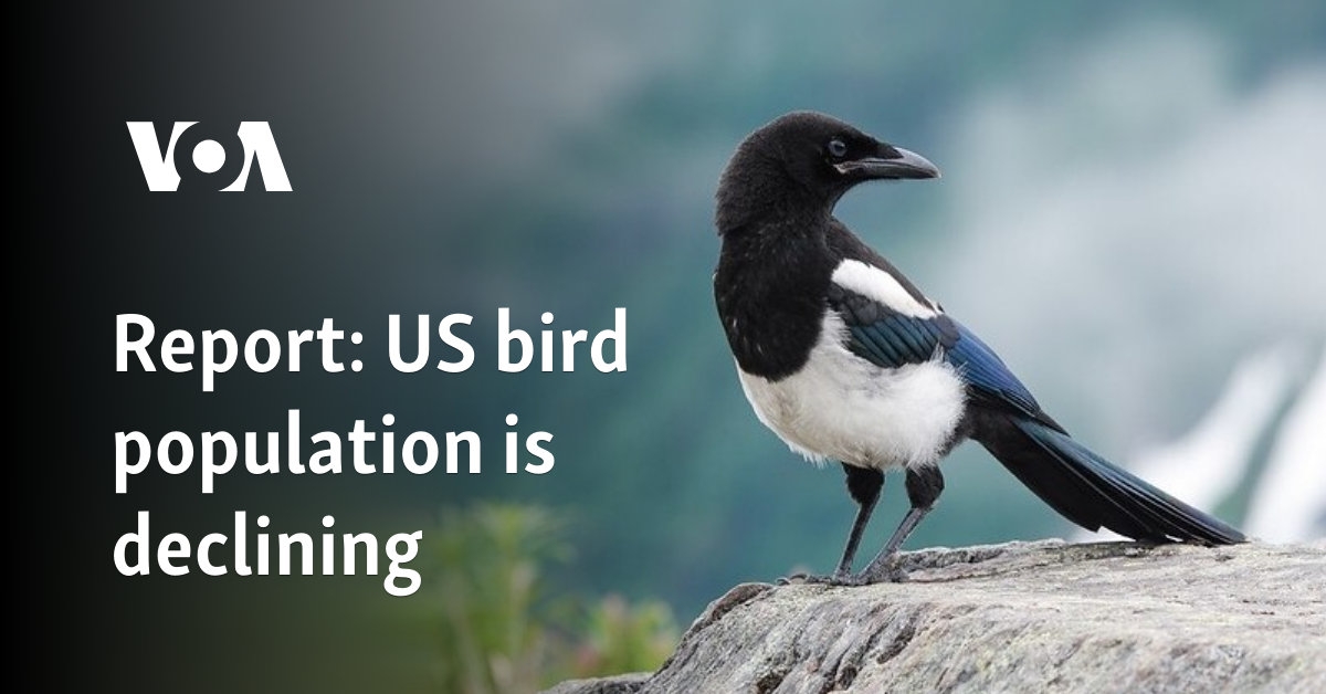 Report: US bird population is declining