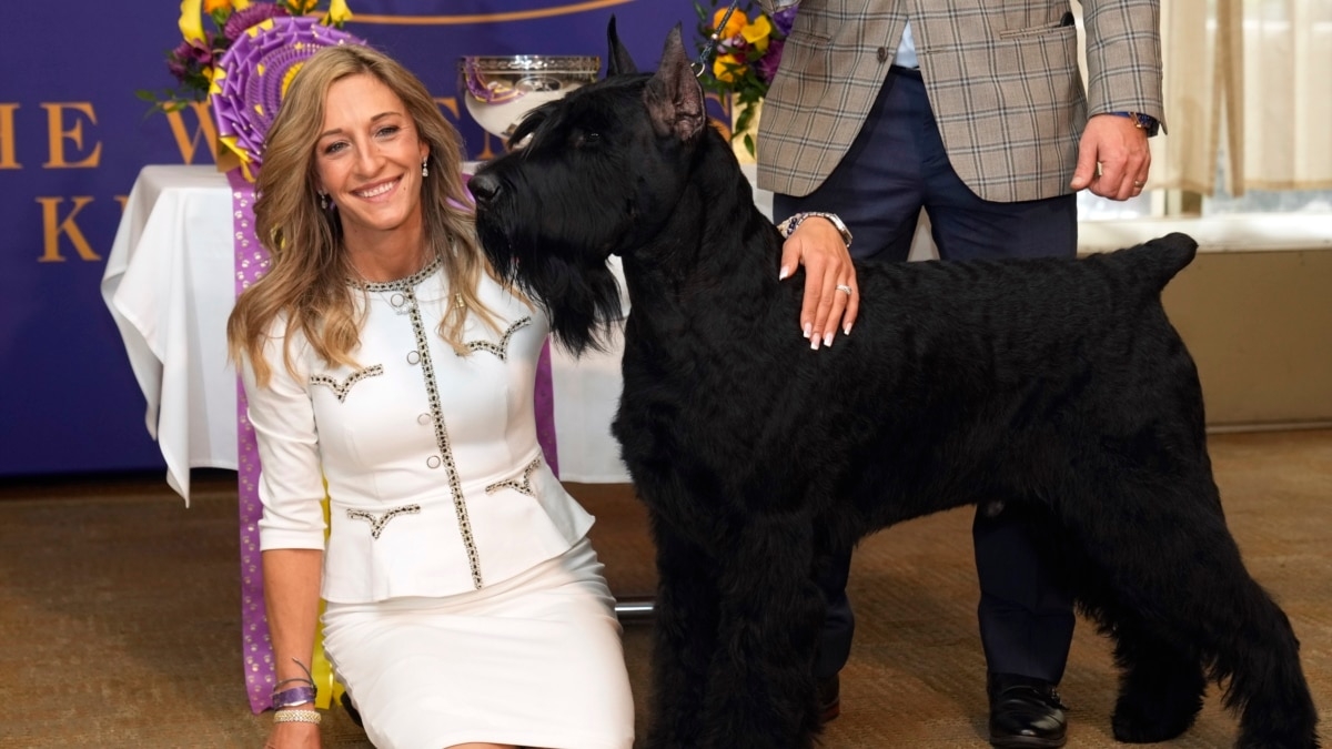 The Westminster Kennel Club Dog Show, the ‘Super Bowl' of Dog Shows