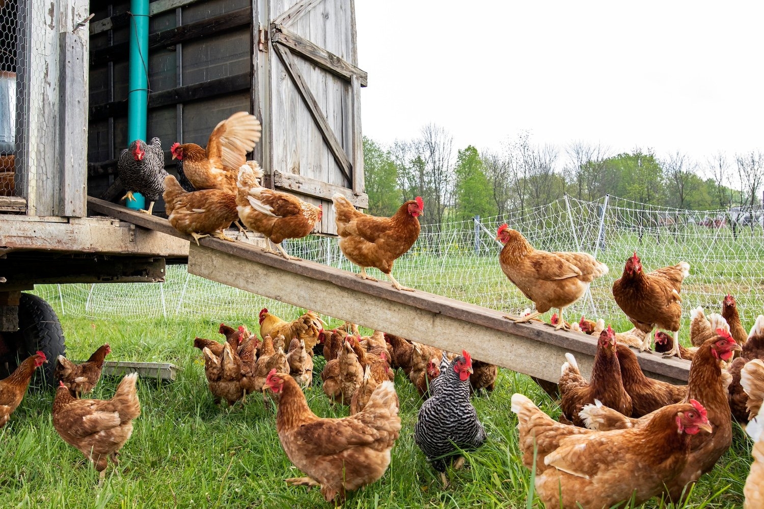 Trump Scraps $766 Million Moderna Deal for Bird Flu Vaccine