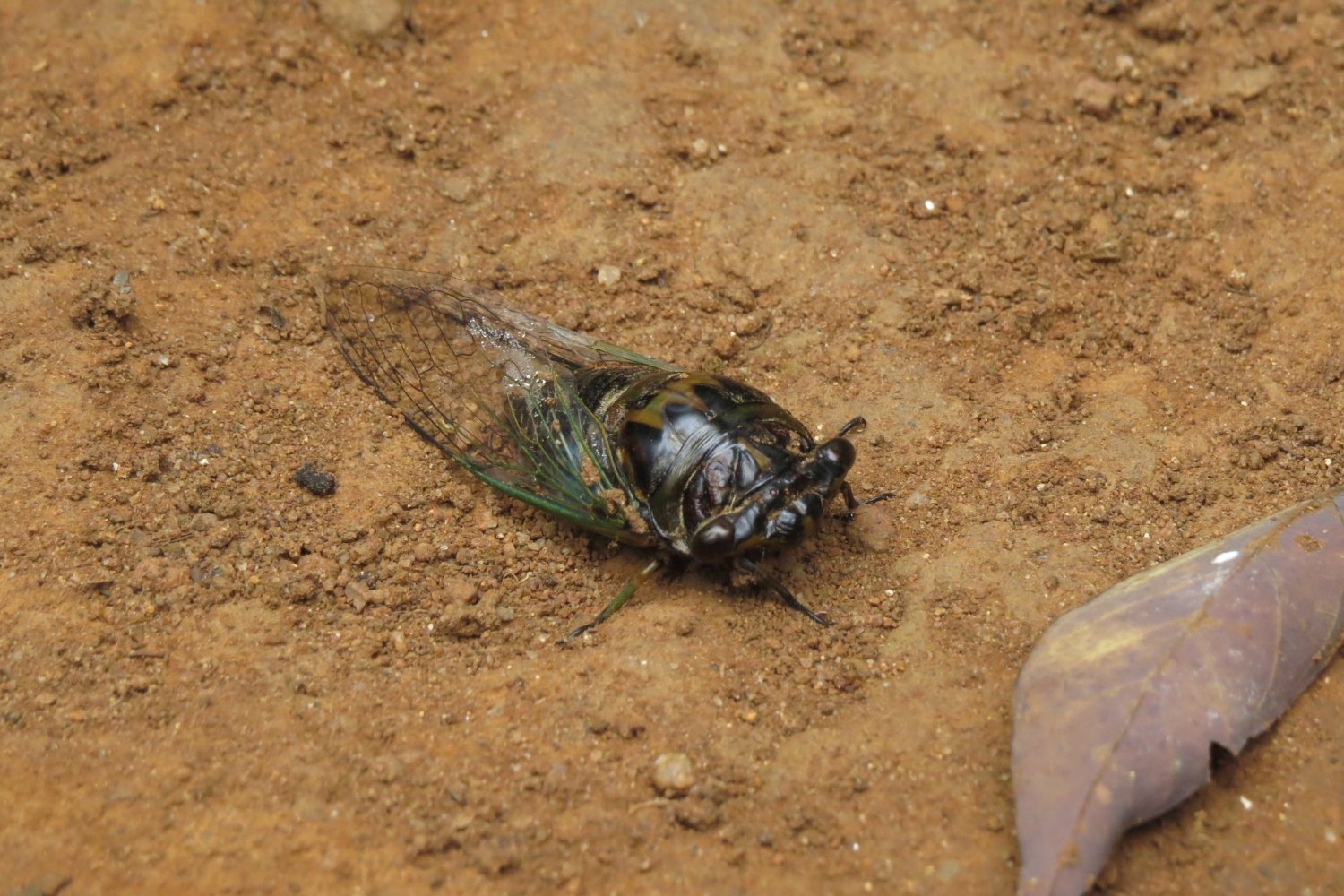 The Next Wave of 17-Year Cicadas Is About to Party, Scream, and Die