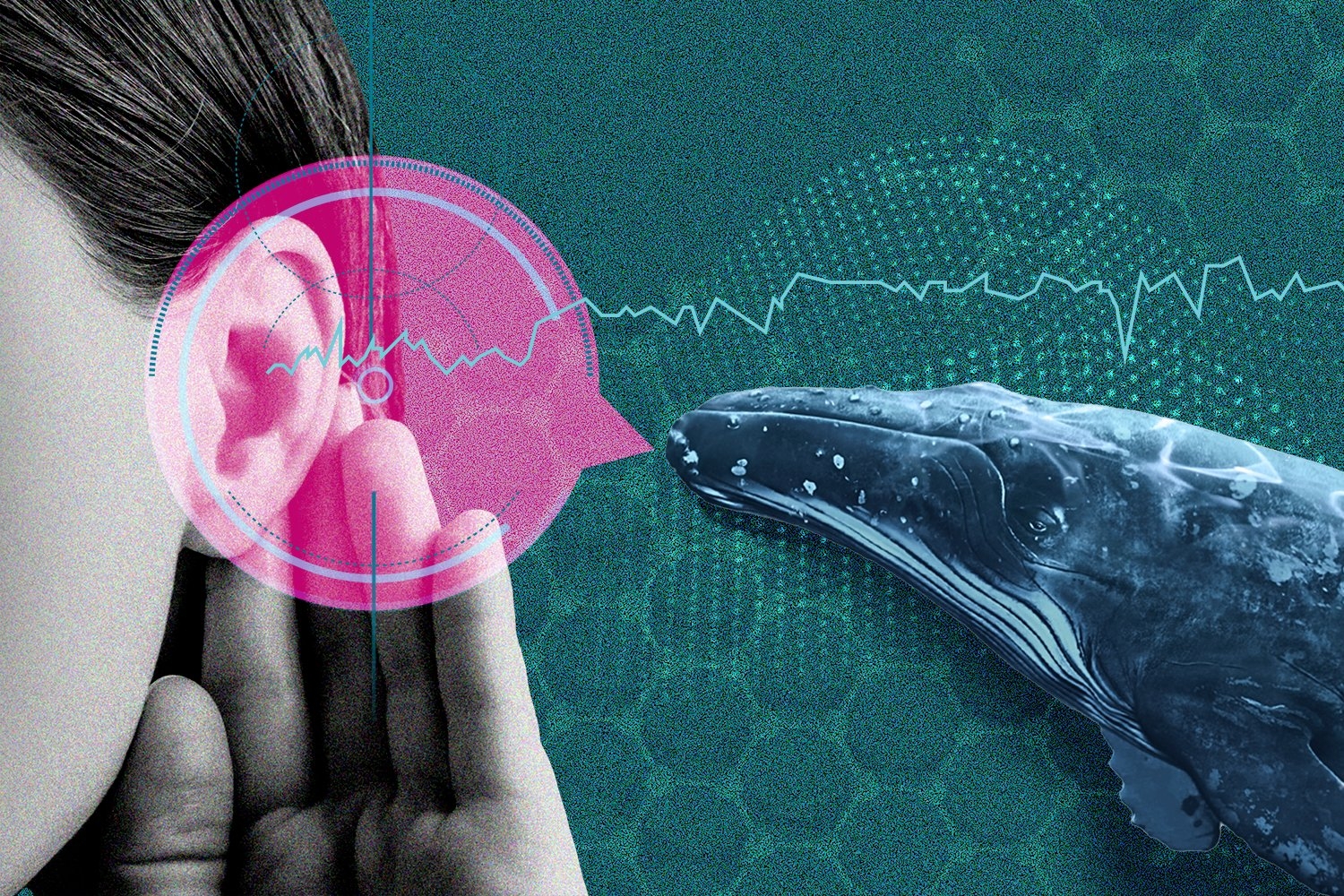 AI Is Deciphering Animal Speech. Should We Try to Talk Back?