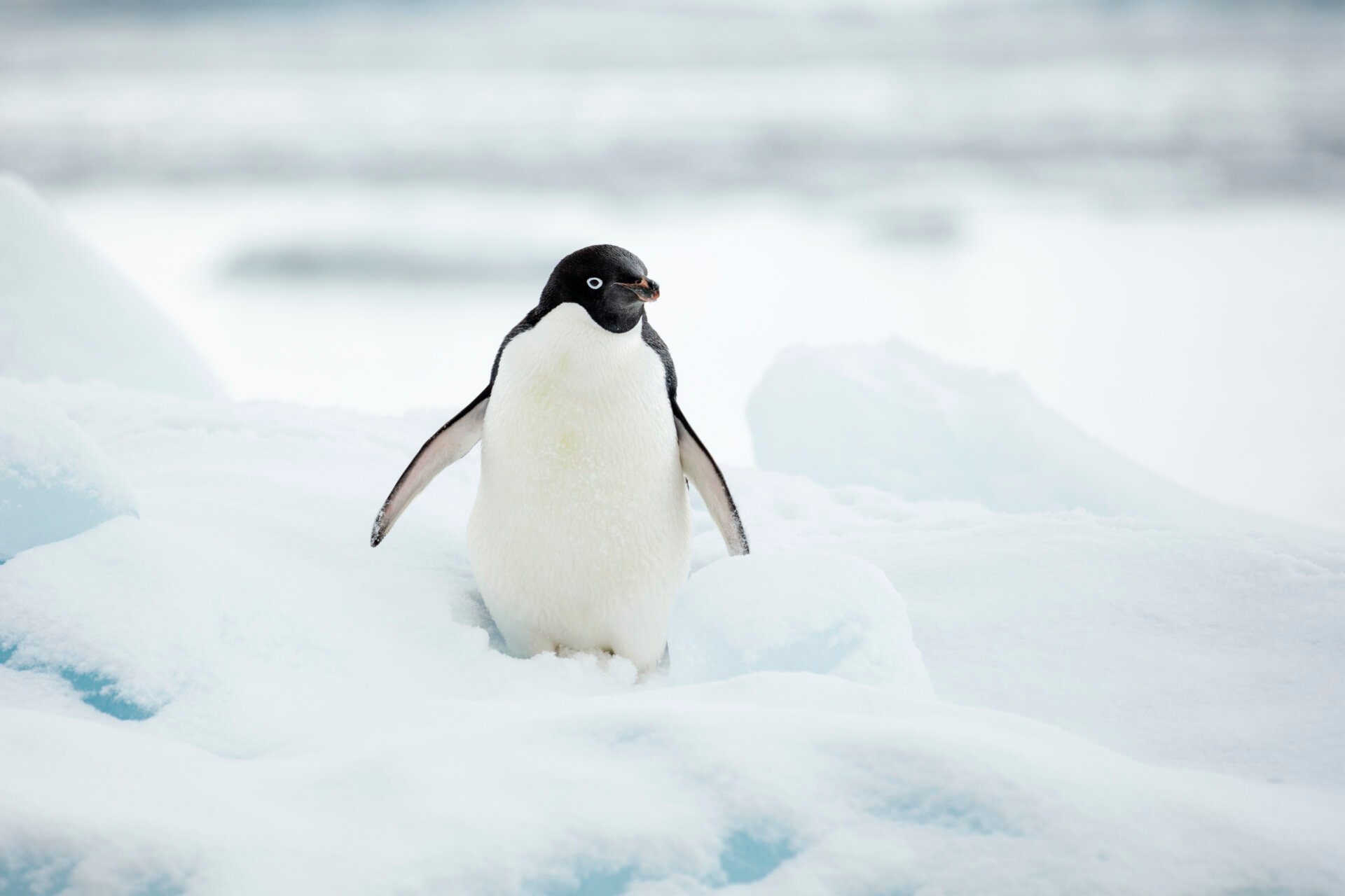 The Surprising Link Between Penguin Poop and Cloud Formation