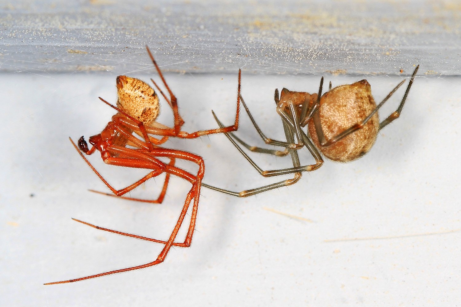Biologists Engineer Spiders to Spin Glowing Red Silk