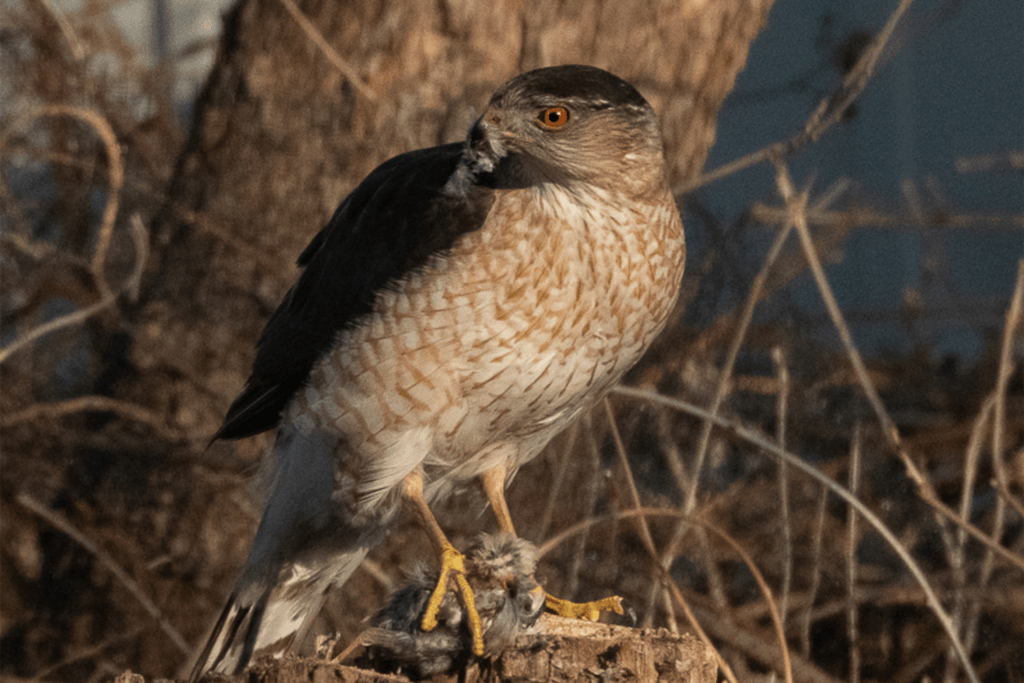 This Hawk Figured Out Traffic Signals to Ambush Its Prey
