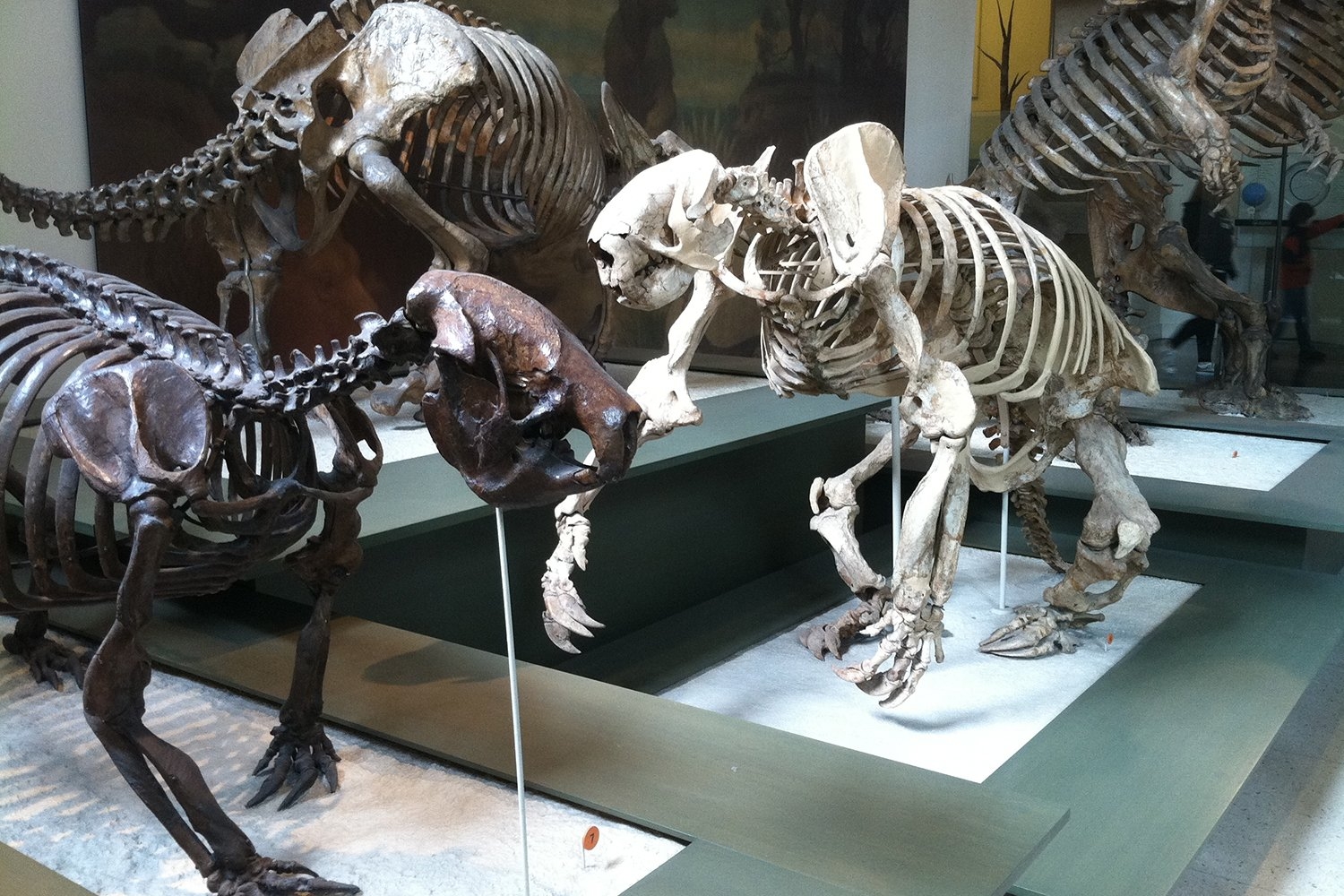 Why Ancient Sloths Became the Size of Elephants—and Then Vanished