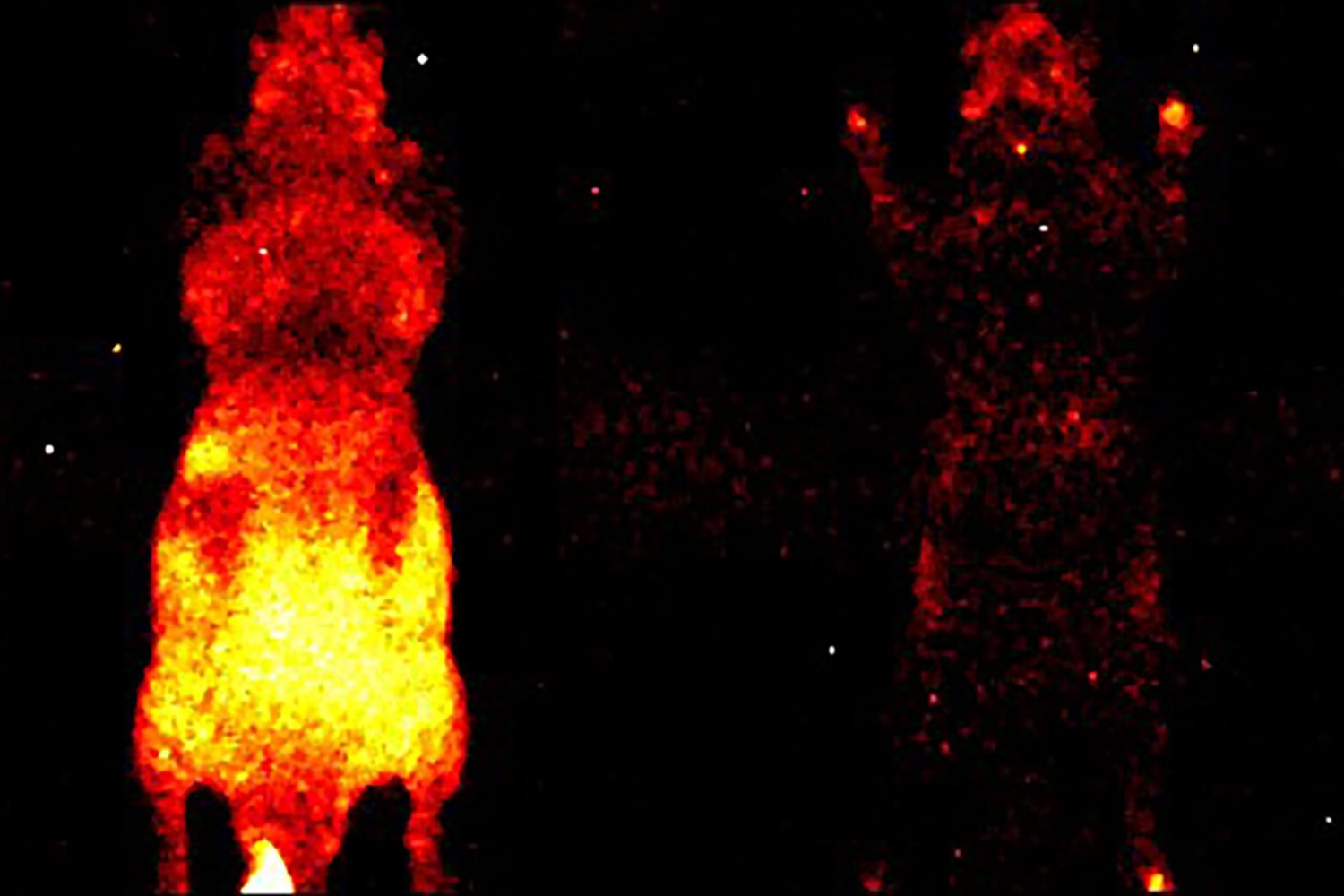 Living Creatures Cast a Faint Aura That Stops at Death, Study Suggests