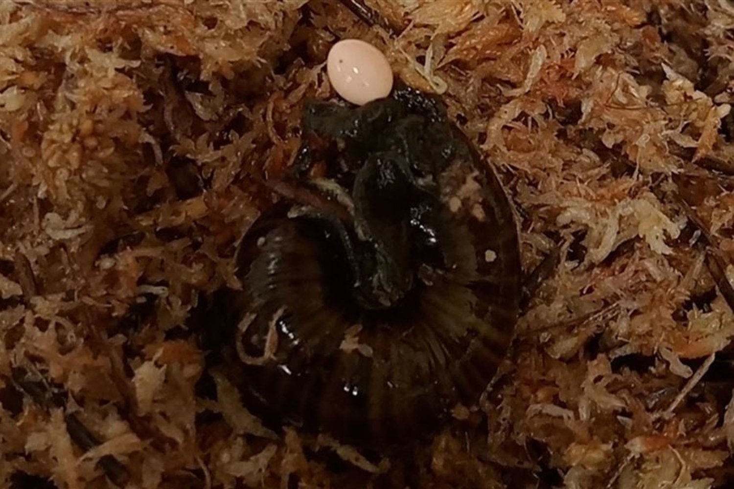 Feels Like That Should Hurt: Scientists Capture Rare Snail Laying Egg Through Neck Hole