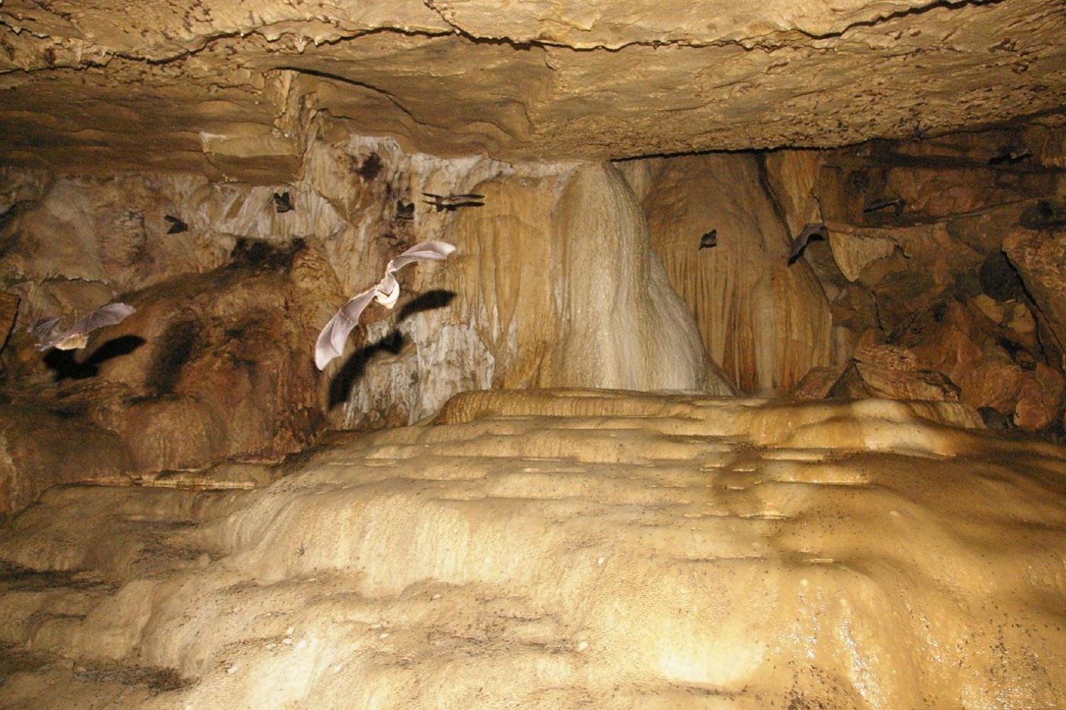 U.S. Family Infected With Airborne Fungal Disease After Touring Bat-Filled Caves
