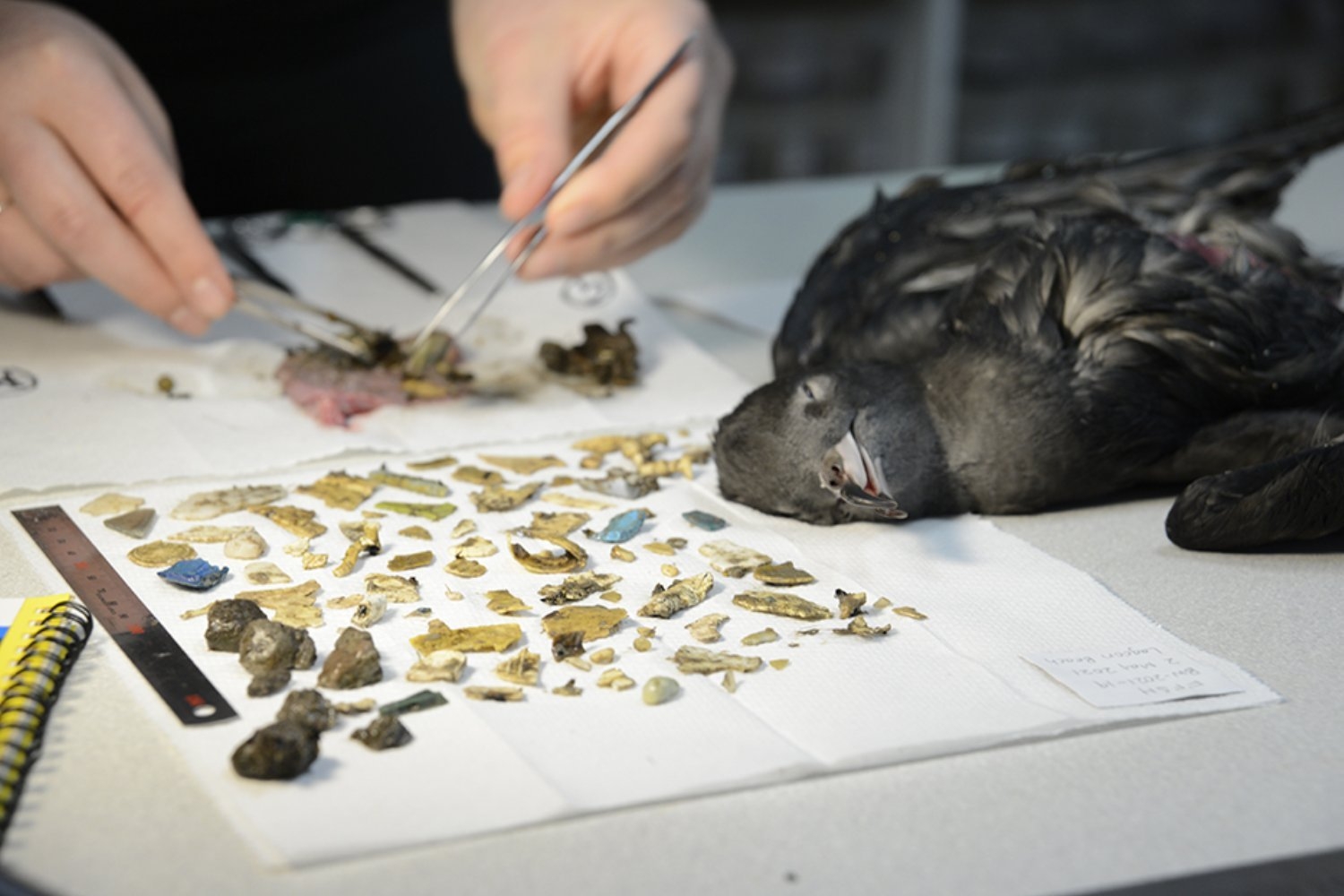 These Birds Are So Stuffed With Plastic, You Can Hear Them Crunch