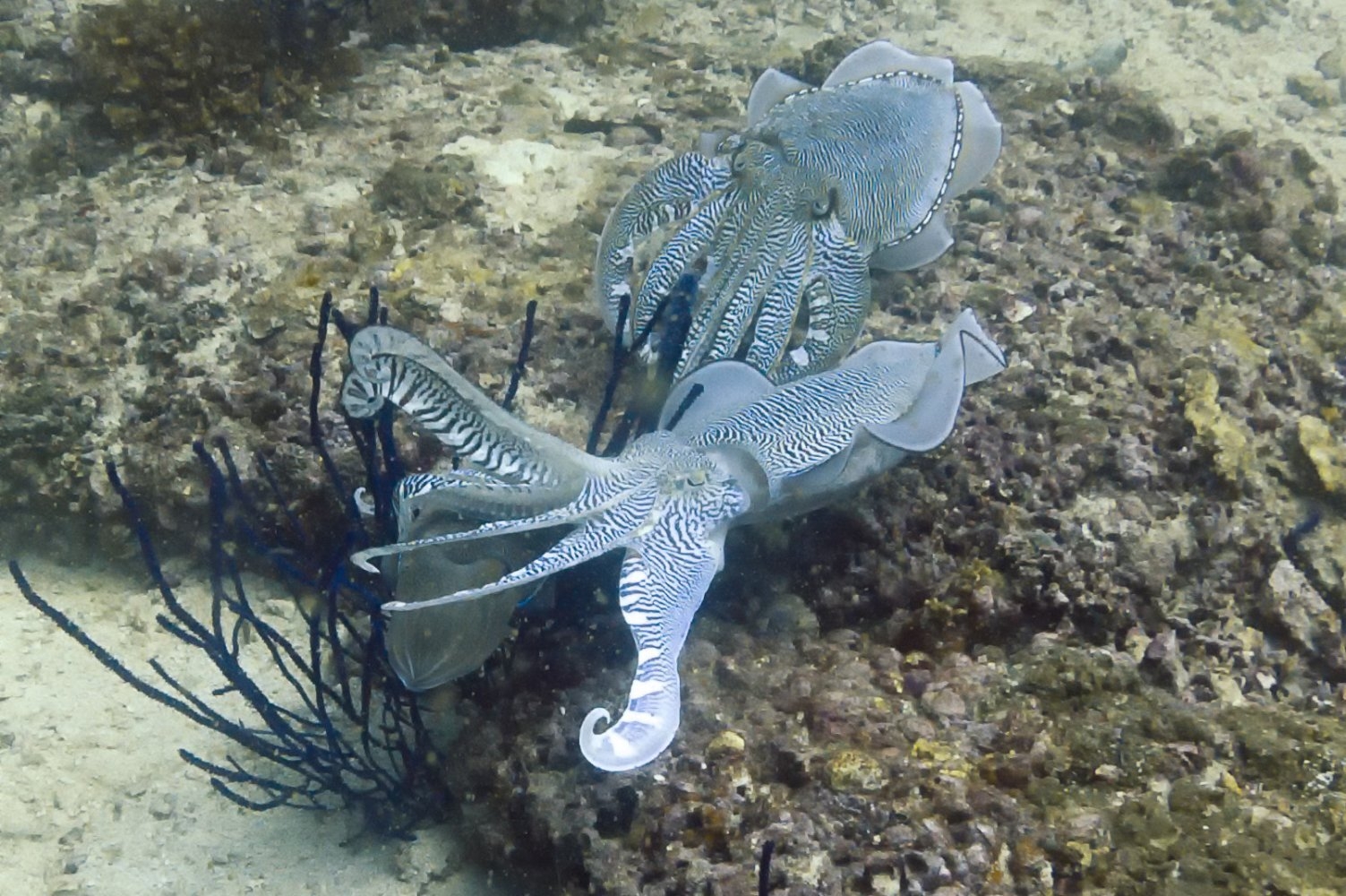 Cuttlefish Seem to ‘Wave' at Each Other, but What They're Saying Is Still a Mystery