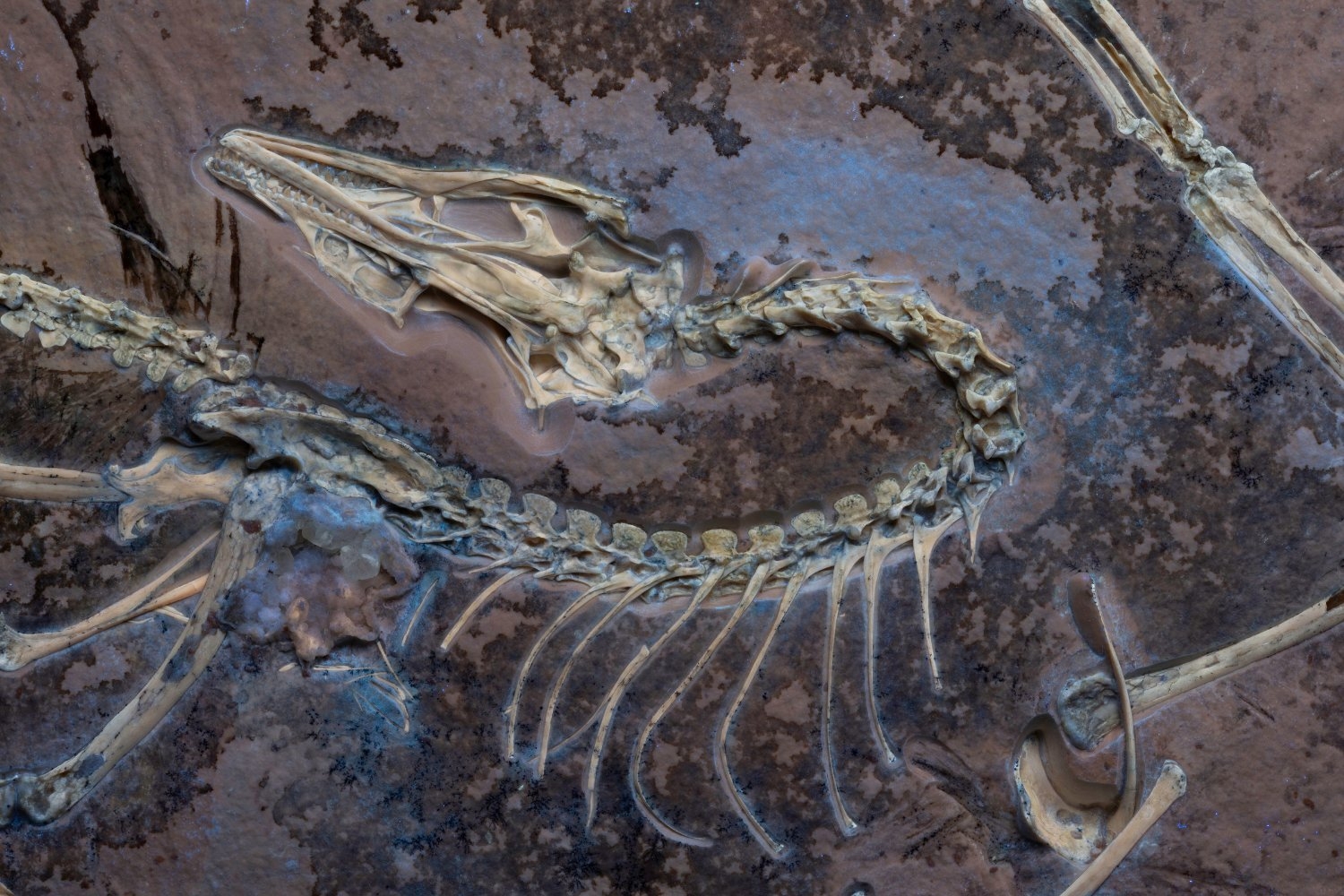 The Famous, Fearsome Archaeopteryx Was More Bird Than We Knew