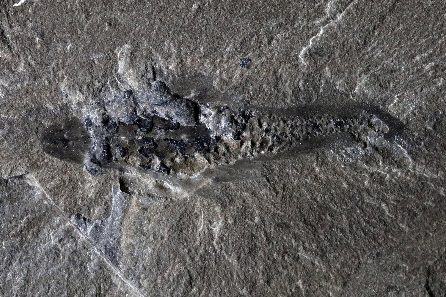 506-Million-Year-Old ‘Mothra' Fossil Shows the Weirdness of Early Life
