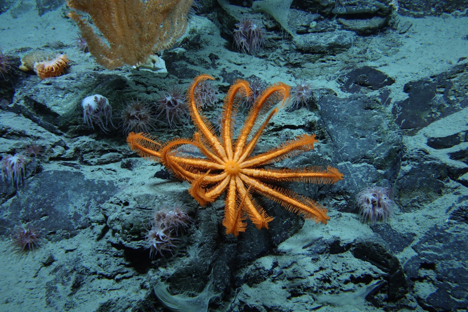Humans Have Never Seen 99.999% of the Seafloor, Study Finds, as Trump Greenlights Deep-Sea Mining