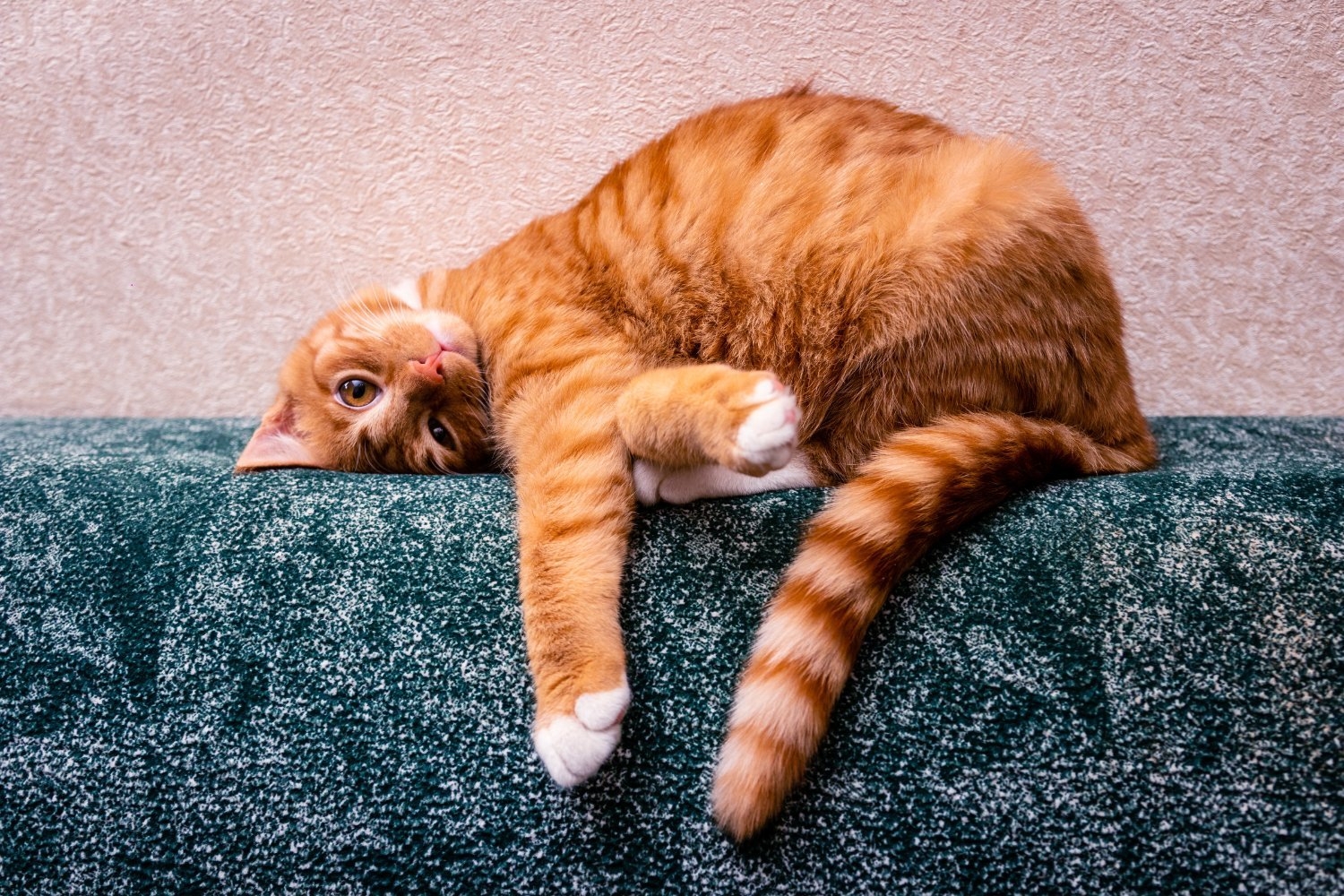 Orange You Glad We Finally Figured Out Why Some Cats Are Ginger
