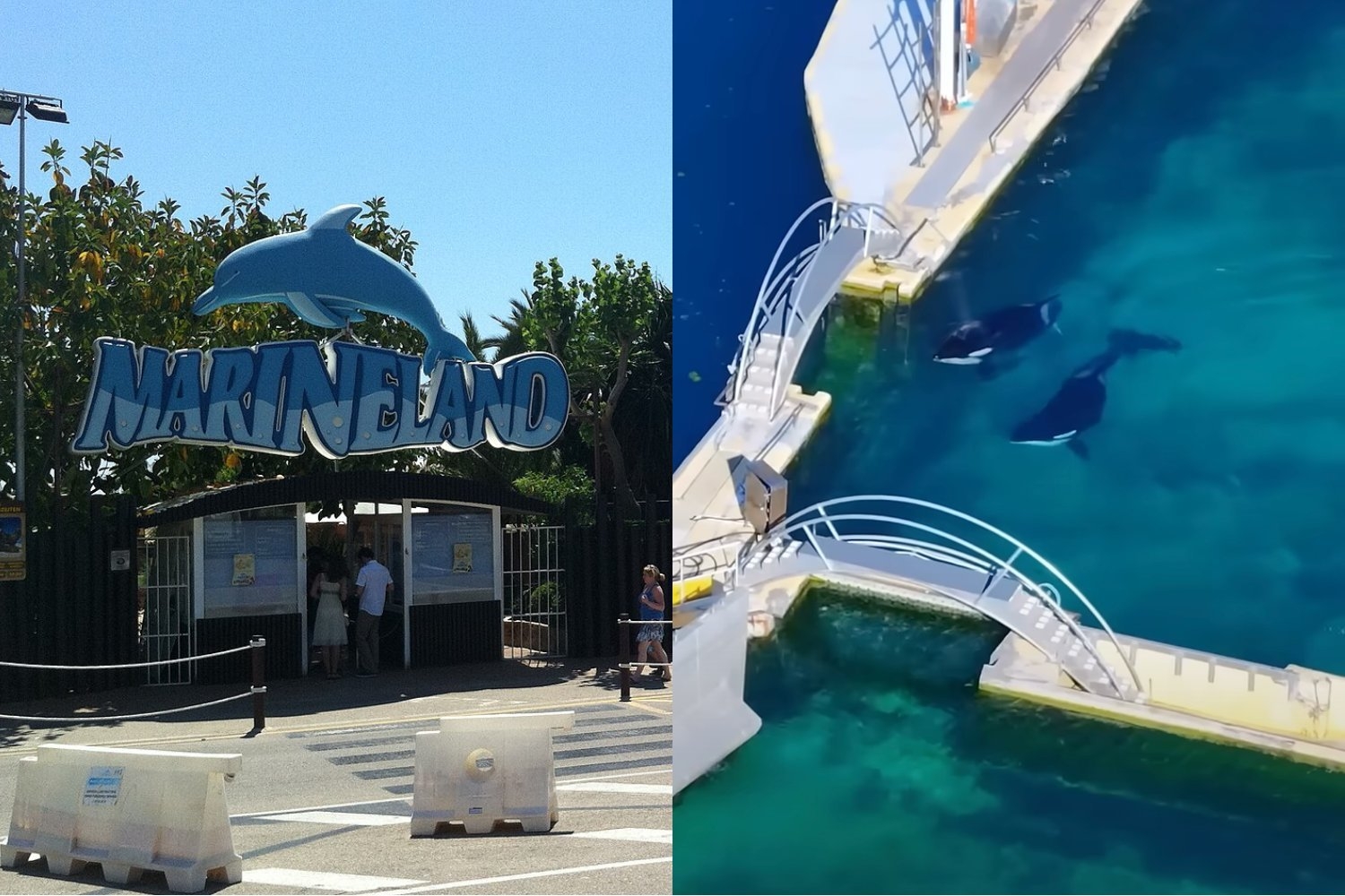 Video Shows Orcas Left Behind in Algae-Filled Tanks Months After French Park Shut Down