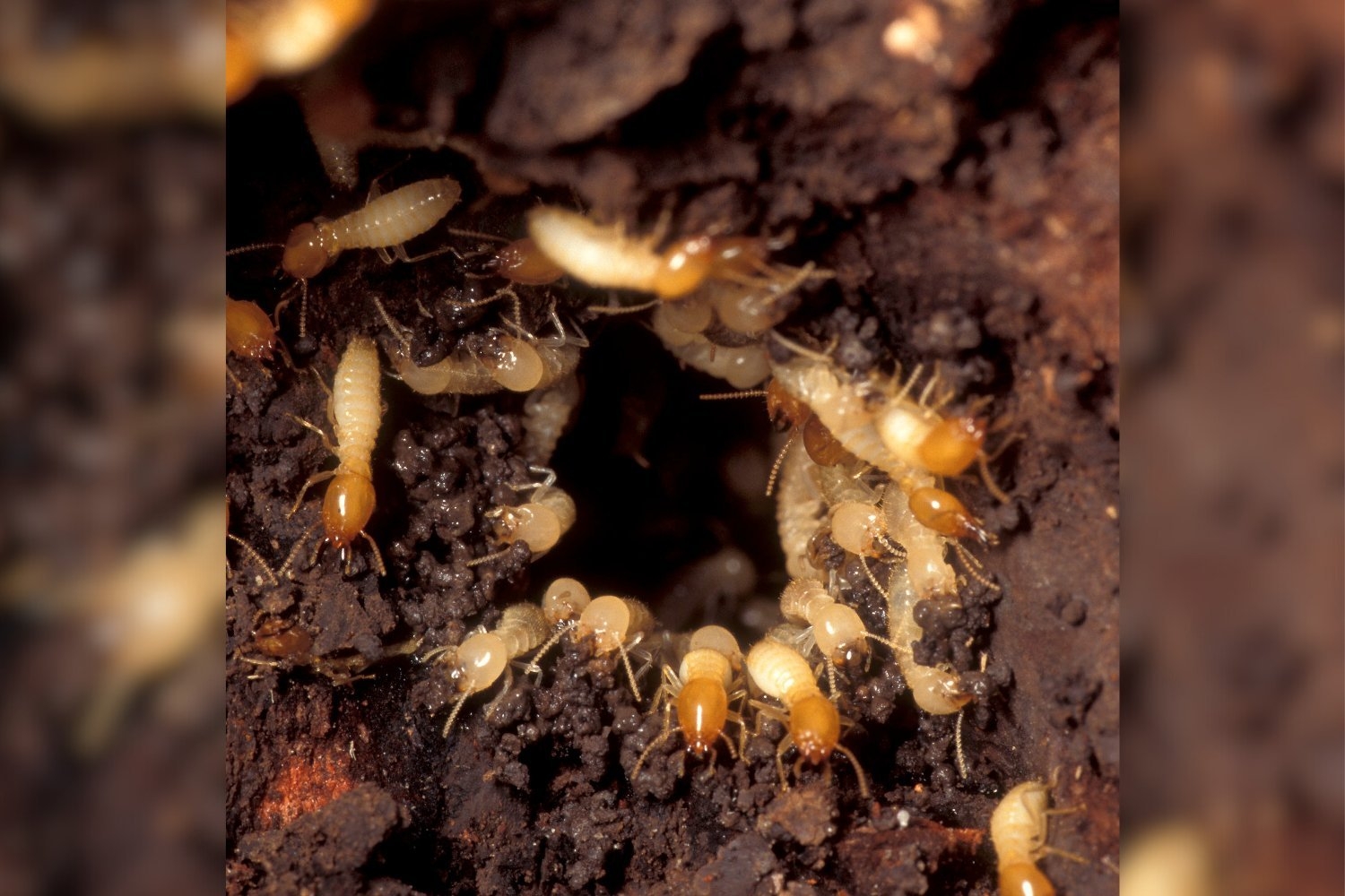 Two of the World's Worst Termites Hooked Up in Florida—and Now We're Screwed