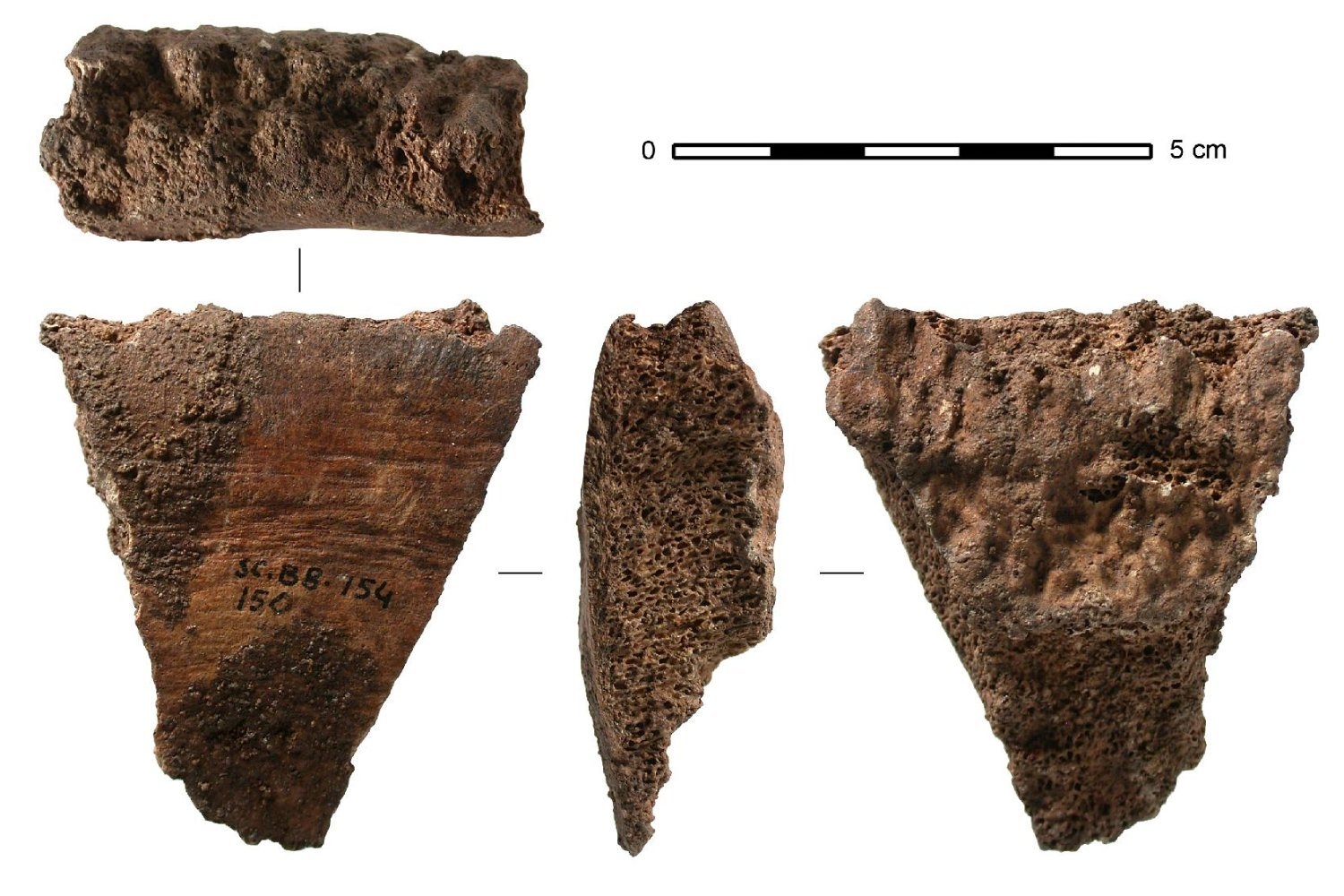 Humans Were Making Tools From Whale Bones 20,000 Years Ago, Study Reveals