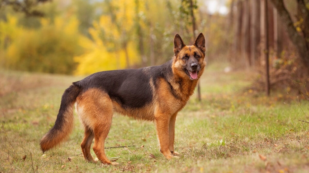 These Are the Dogs Most Likely to Get Diarrhea