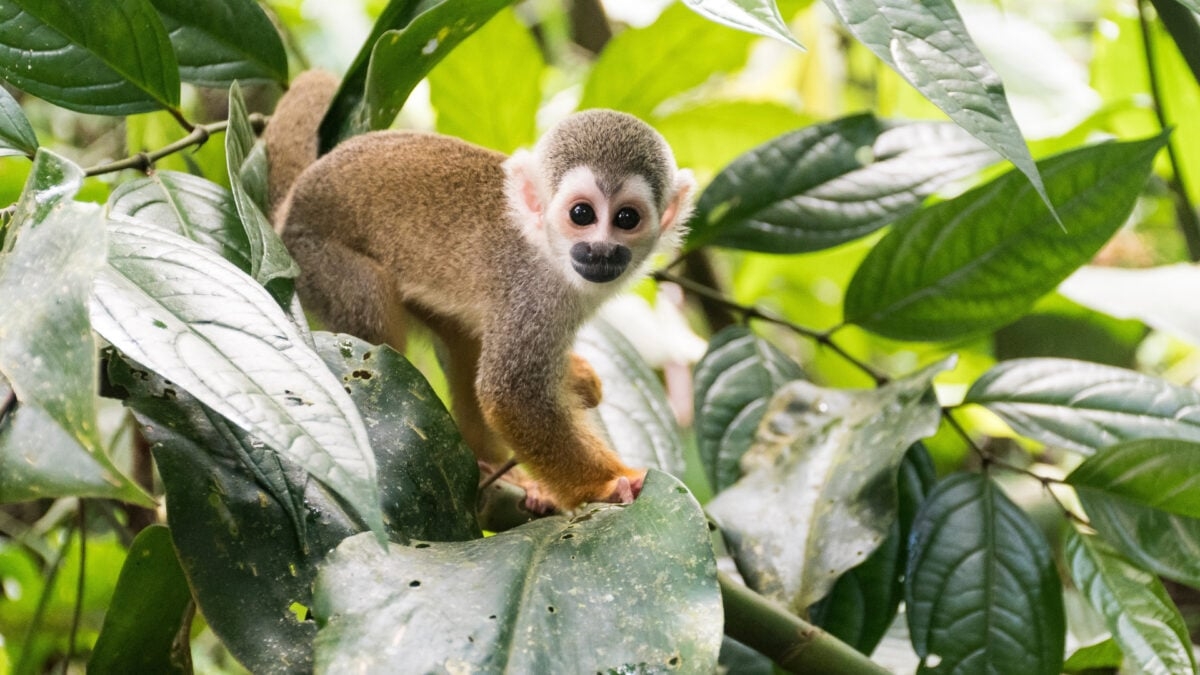 A Monkey Herpesvirus Could Hold Key to New Cancer Treatment