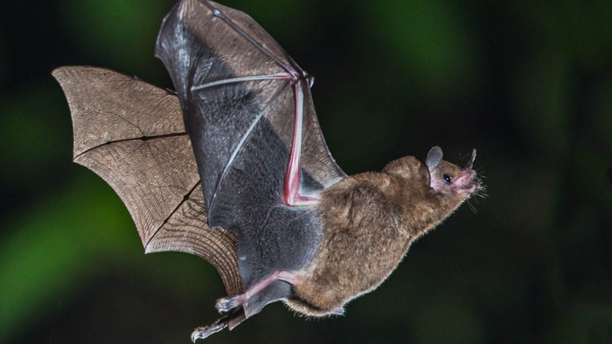 Bats Have Cancer-Fighting ‘Superpowers'—Here's What That Means for Humans