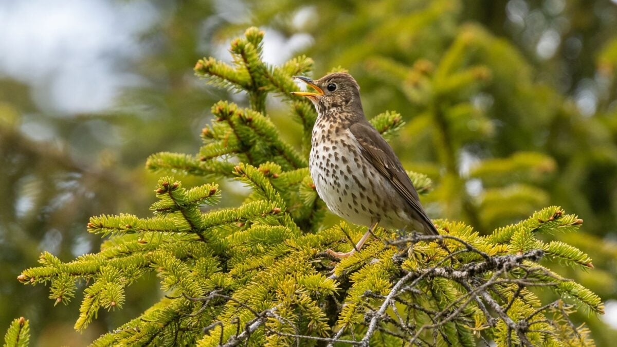 Ancient Roman Street Vendors Served Up Songbirds