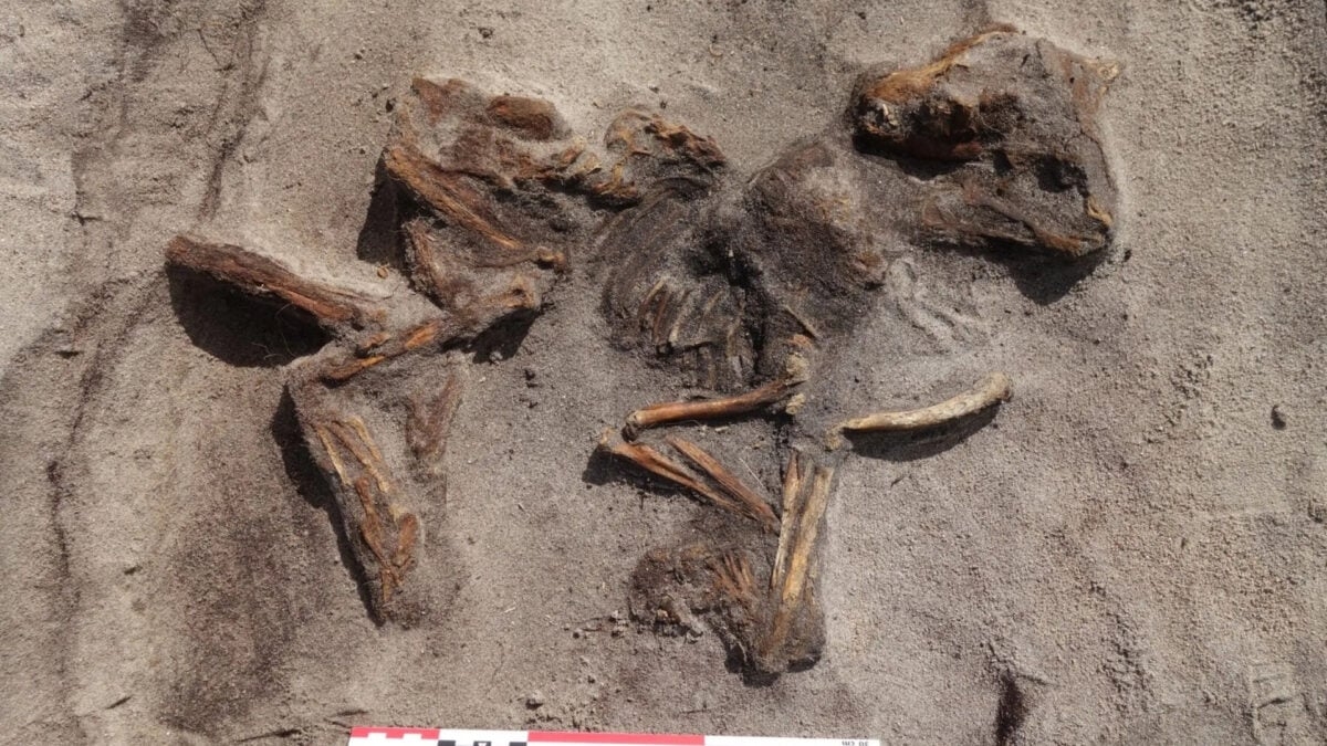 Metal Detectorist Discovers Rare Boat Grave Containing Viking Woman and Her Dog