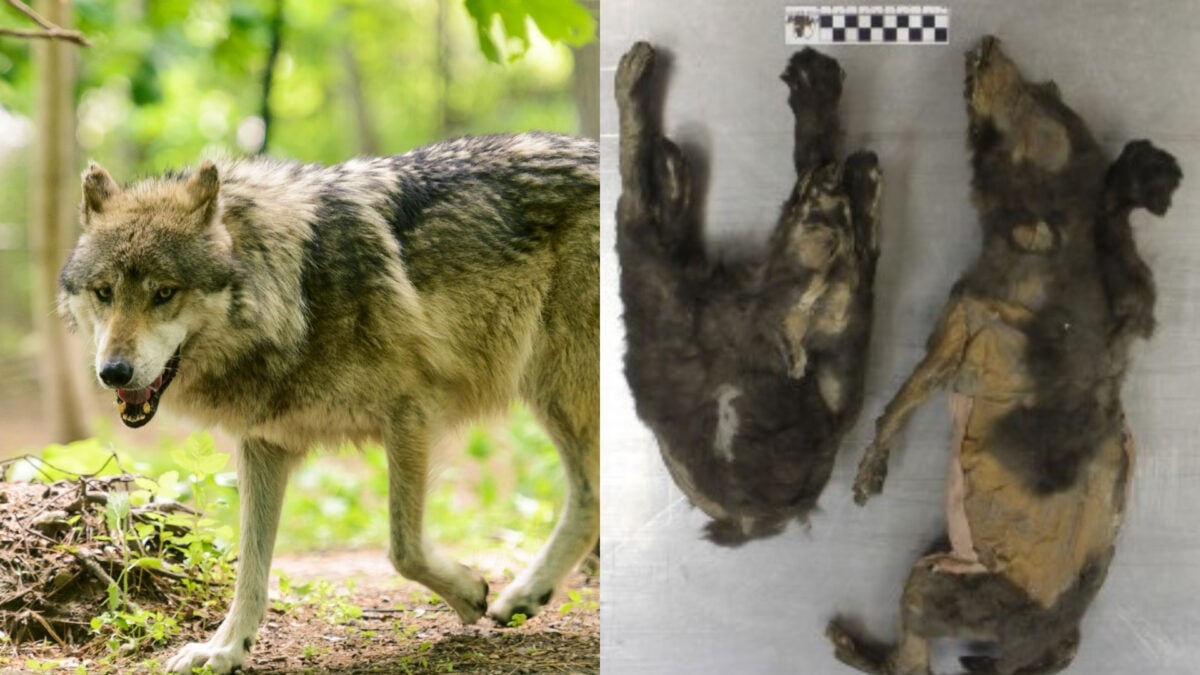 Scientists Just Solved a 14,000-Year-Old Puppy Mystery