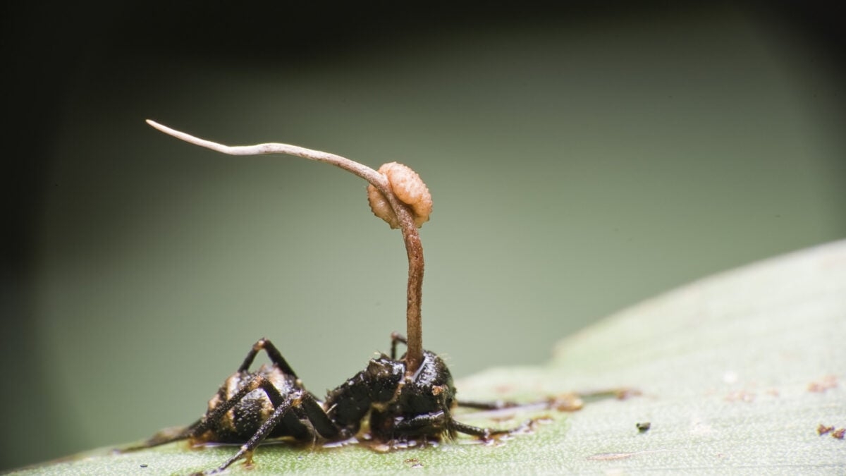 Meet the Real Zombies That Exist Everywhere Around Us