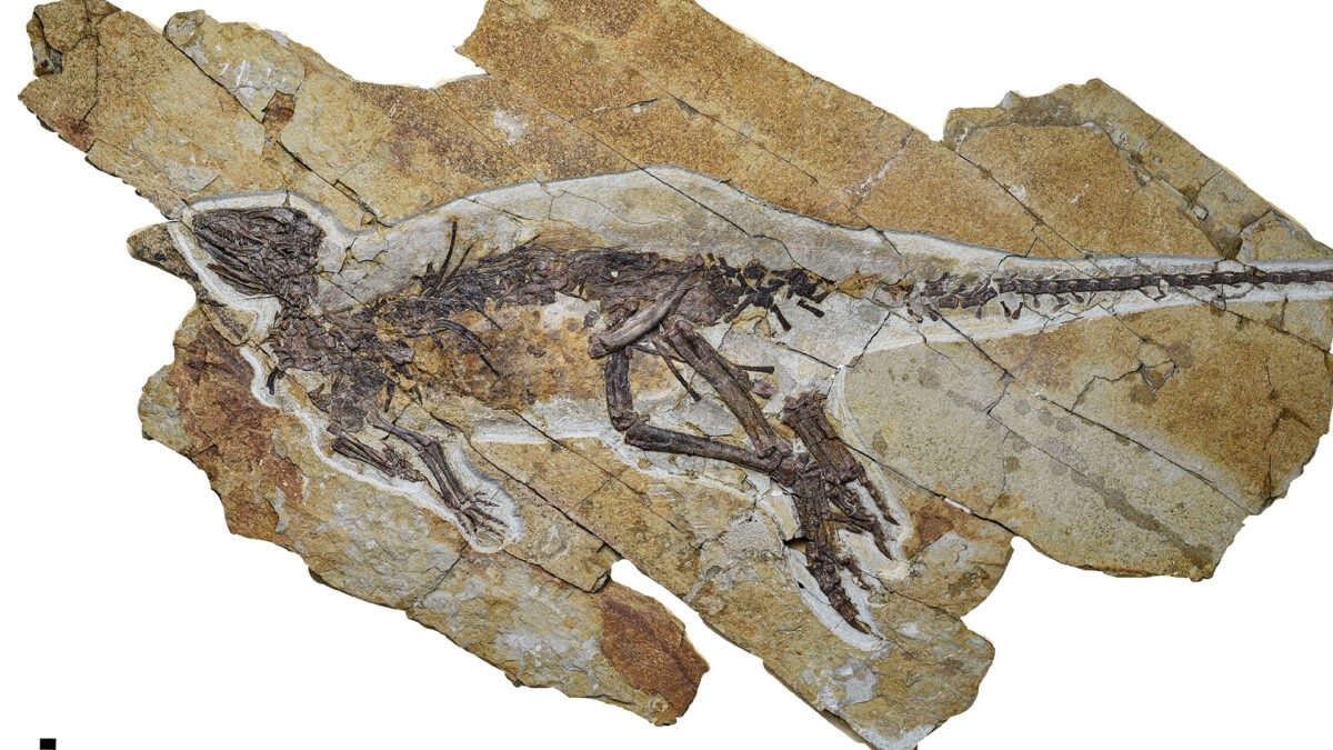This Dinosaur Probably Chirped Like a Bird