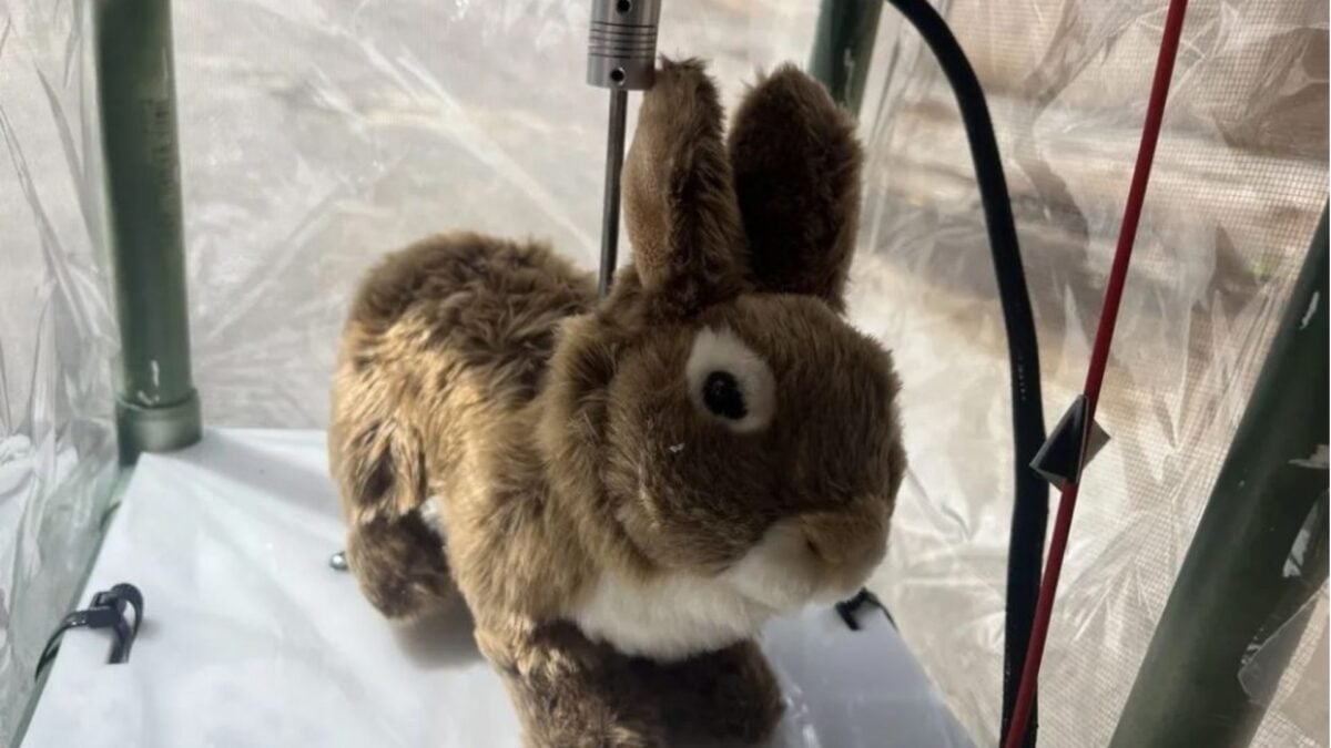 Robo-Bunnies Are the Latest Weapon Against Florida's Invasive Pythons