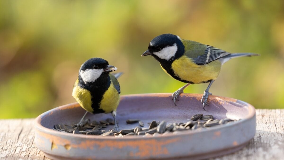 Great Tits Sometimes Break Up, Bird Researchers Find