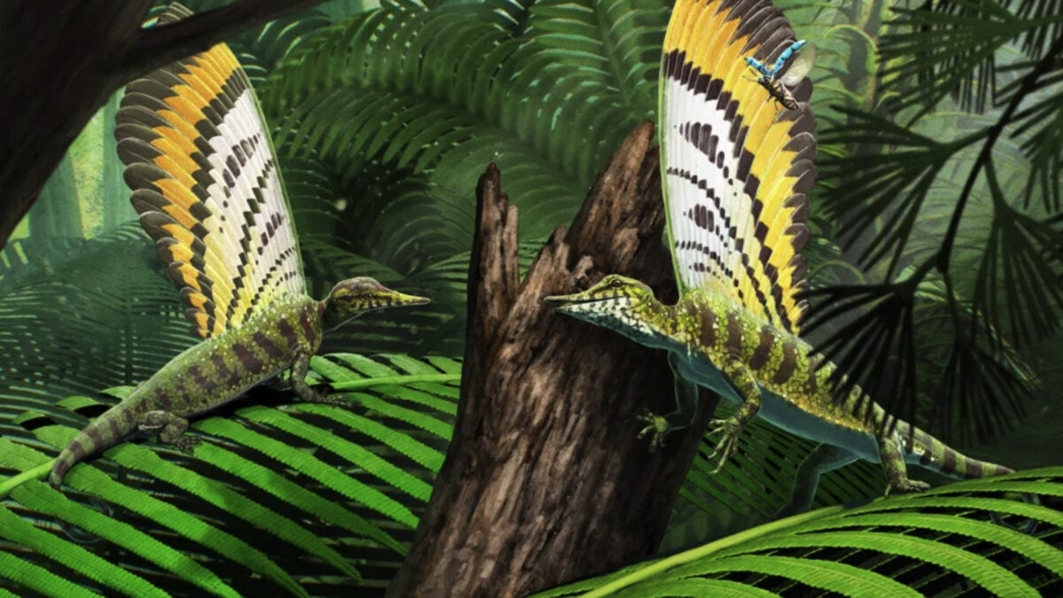 Adorable Triassic Reptile Used its Freaky Back Fin to Communicate
