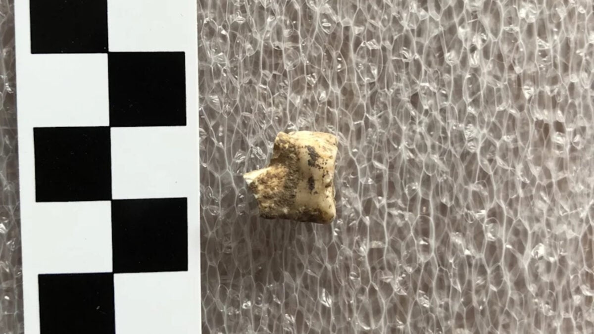 Bronze Age Humans Got High on Psychoactive Betel Nuts