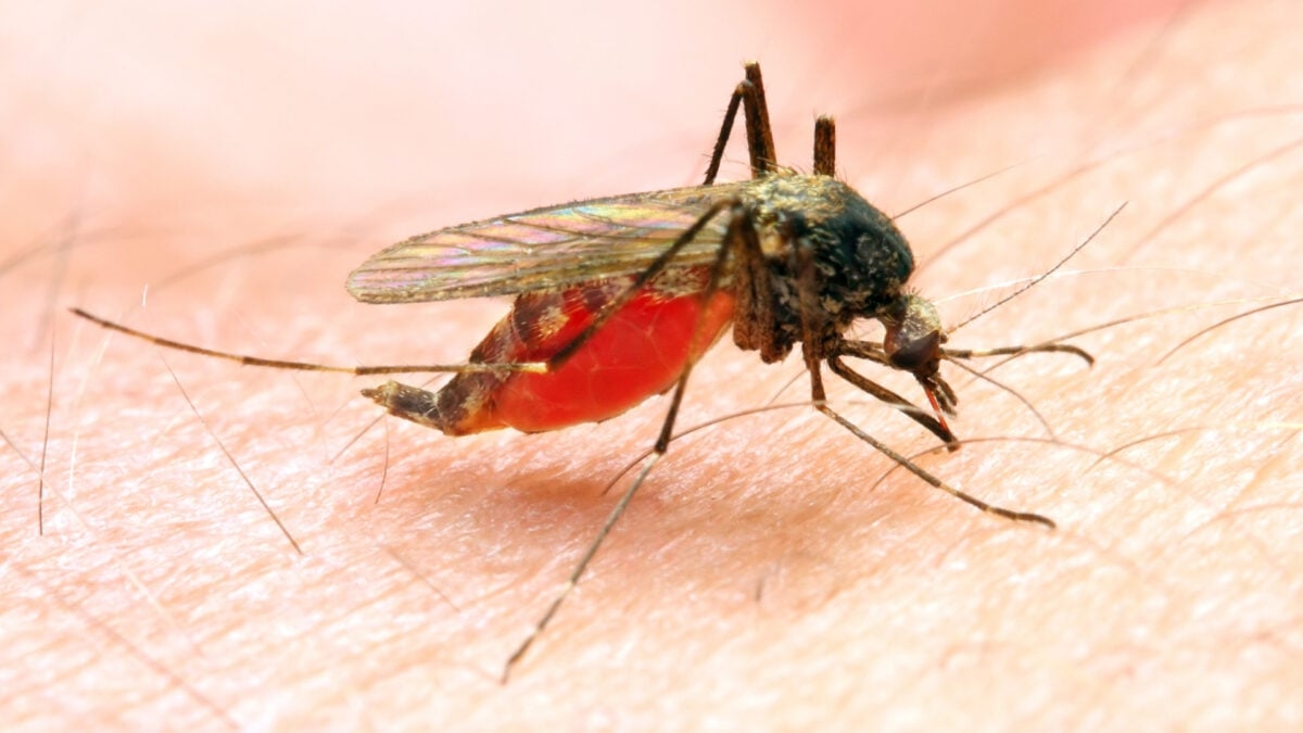 Possible Local Malaria Case Found in New Jersey. Here's What to Know